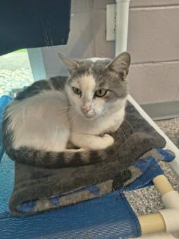 Olly -  Domestic Short Hair Cat for Adoption in Athens, Tennessee - Olly | PetCurious