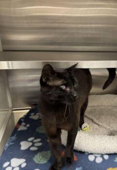 Cinder -  Domestic Short Hair Cat for Adoption in Hilton Head Island, South Carolina - Cinder | PetCurious