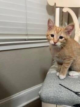 Tabby Cats Available for Adoption - London | PetCurious