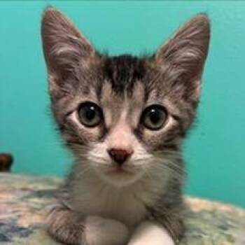 BENSON -  Domestic Short Hair Cat for Adoption in Kyle, Texas - BENSON | PetCurious
