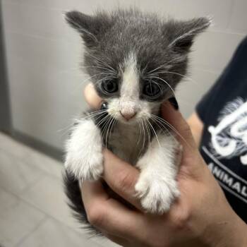 Smoke -  American Shorthair Cat for Adoption in Lufkin, Texas - Smoke | PetCurious