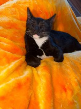 Dragon -  Domestic Short Hair Cat for Adoption in Minneapolis, Minnesota - Dragon | PetCurious
