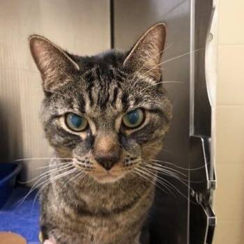 Taz -  Domestic Short Hair Cat for Adoption - Taz | PetCurious