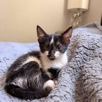 Beignet -  Domestic Short Hair Cat for Adoption in Davis, California - Beignet | PetCurious