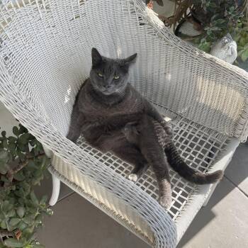 Rescue Domestic Short Hair Cats for Adoption in Hollister, California - Grey Baby (COURTESY POST) | PetCurious