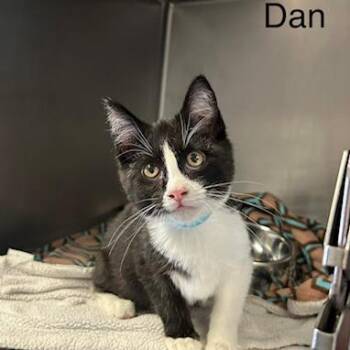 Dan -  Domestic Short Hair Cat for Adoption in Knoxville, Tennessee - Dan | PetCurious