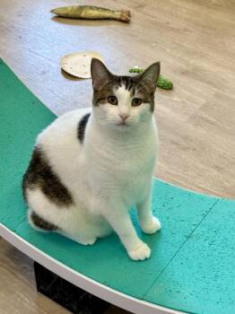 Chaz -  Domestic Short Hair Cat for Adoption in Downers Grove, Illinois - Chaz | PetCurious