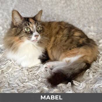 Mabel -  Domestic Long Hair Cat for Adoption in Toronto, Ontario - Mabel | PetCurious