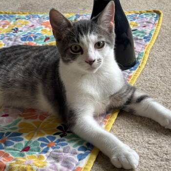 Snickers -  Domestic Short Hair Cat for Adoption in Lenexa, Kansas - Snickers | PetCurious