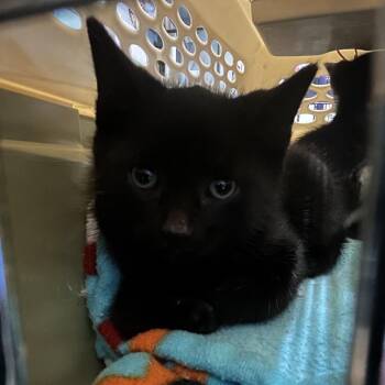 Burrell -  Domestic Short Hair Cat for Adoption in Saugerties, New York - Burrell | PetCurious