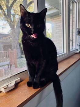 Rescue Domestic Short Hair Cats for Adoption in Chicago, Illinois - Ncuti | PetCurious