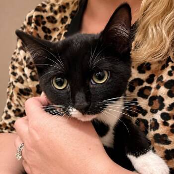 Sara Evans -  Domestic Short Hair Cat for Adoption in Winchester, Virginia - Sara Evans | PetCurious
