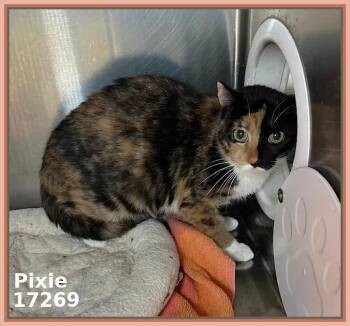 Domestic Short Hair and Calico Cats Available for Adoption - PIXIE | PetCurious