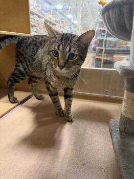 Burgundy -  Domestic Short Hair Cat for Adoption in Wheaton, Illinois - Burgundy | PetCurious