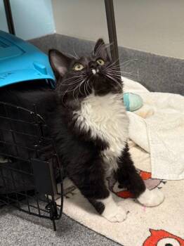 Rescue Domestic Short Hair Cats for Adoption in Fort Collins, Colorado - Beef | PetCurious