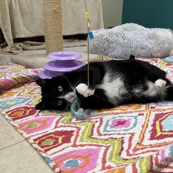 Domestic Short Hair Cats Available for Adoption in Bedford, New Hampshire - Geoffrey | PetCurious