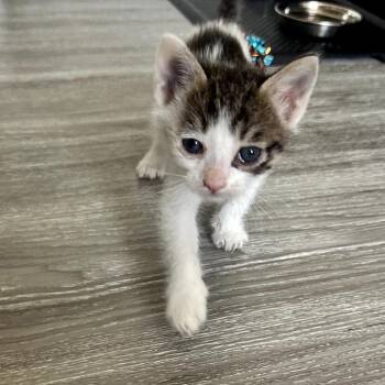 Macchiato -  Domestic Short Hair Cat for Adoption in Las Vegas, Nevada - Macchiato | PetCurious