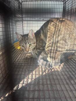 Bootsy -  Domestic Short Hair Cat for Adoption in New Braunfels, Texas - Bootsy | PetCurious