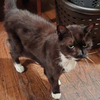 Charlie -  Domestic Short Hair Cat for Adoption in Providence, Rhode Island - Charlie | PetCurious