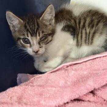 Francis -  Domestic Short Hair Cat for Adoption in Daytona Beach, Florida - Francis | PetCurious