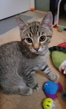 Rescue Domestic Short Hair and Tabby Cats for Adoption in West Mifflin, Pennsylvania - Leo | PetCurious
