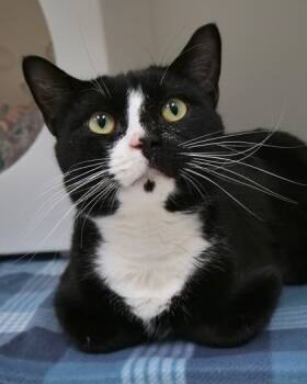 Rescue Domestic Short Hair Cats for Adoption in Fishers, Indiana - Spunion | PetCurious