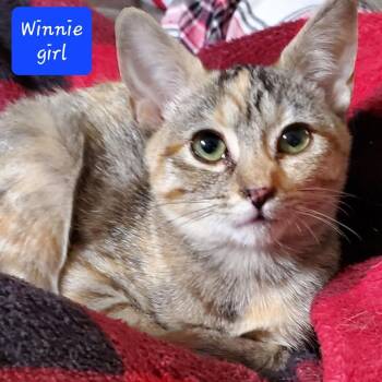 American Shorthair Cats Available for Adoption - Winnie | PetCurious