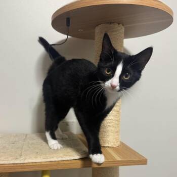 AJ -  Domestic Short Hair Cat for Adoption in Goshen, Indiana - AJ | PetCurious