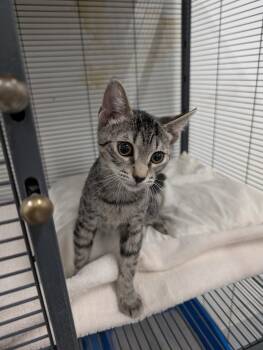 Rescue Domestic Short Hair Cats for Adoption in West Palm Beach, Florida - Alfie | PetCurious