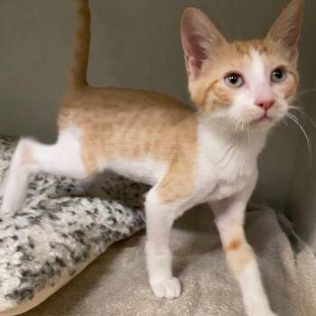 Sunny -  Domestic Short Hair Cat for Adoption in Dayton, Ohio - Sunny | PetCurious