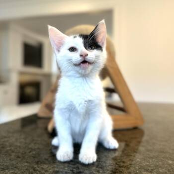 Domestic Short Hair Cats Available for Adoption - Bolt | PetCurious