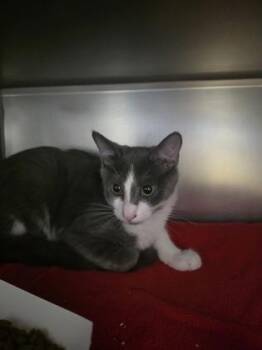 Grayson -  Domestic Short Hair Cat for Adoption in Morristown, New Jersey - Grayson | PetCurious