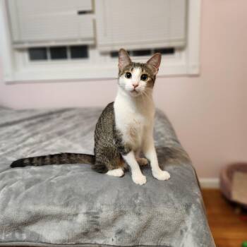Rescue American Shorthair Cats for Adoption in New York, New York - Camila | PetCurious
