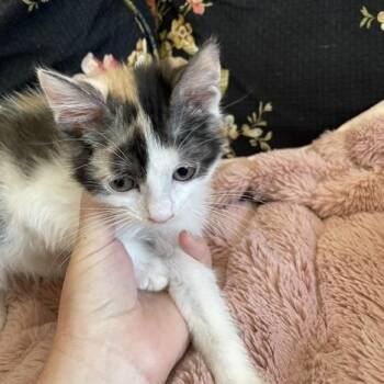 Half & Half Hyatt -  Domestic Short Hair Cat for Adoption in Eagle Mountain, Utah - Half & Half Hyatt | PetCurious