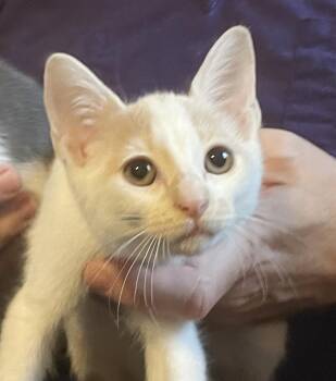 Crosby is a teeny tiny superstar - better pics coming -  Tabby and Turkish Van Cat for Adoption in Bedford Hills, New York - Crosby Is A Teeny Tiny Superstar - Better Pics Coming | PetCurious