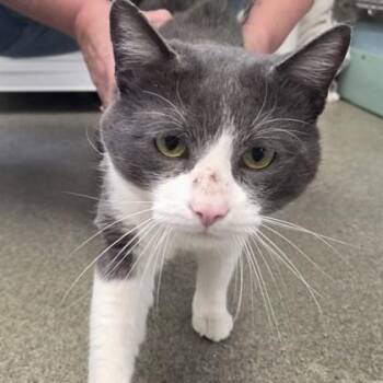Domestic Short Hair Cats Available for Adoption - Victor | PetCurious