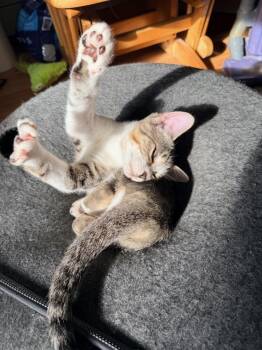 Finley -  Domestic Short Hair Cat for Adoption in Hudson, New Hampshire - Finley | PetCurious