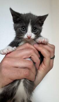 Athena -  Domestic Short Hair Cat Available for Adoption in Reston, Virginia - Athena | PetCurious