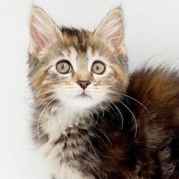 Tracy is truly THE AWESOMEST - She has it all - looks and BEAUTY -  Maine Coon and Torbie Cat for Adoption in Bedford Hills, New York - Tracy Is Truly THE AWESOMEST - She Has It All - Looks And BEAUTY | PetCurious
