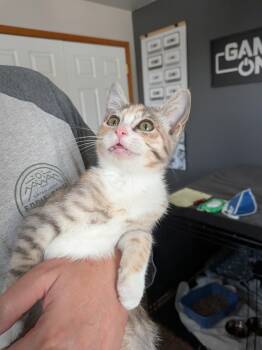 Mango Ginger -  Calico Cat for Adoption in Kennewick, Washington - Mango Ginger | PetCurious