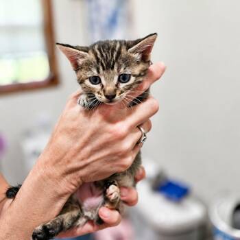 Sorcha -  Domestic Short Hair Cat for Adoption in Houston, Texas - Sorcha | PetCurious