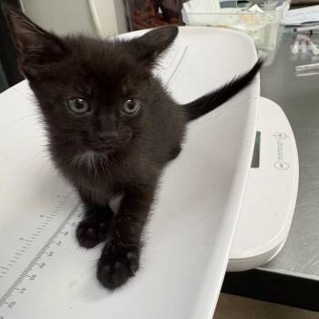 Rain -  Domestic Short Hair Cat for Adoption in Columbiana, Alabama - Rain | PetCurious