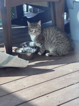 Domestic Short Hair Cats Available for Adoption - Magnolia | PetCurious