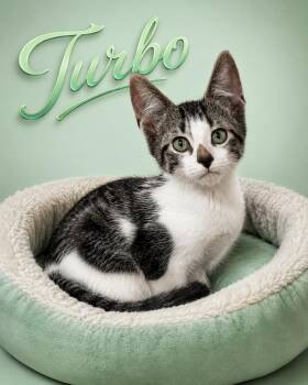 Turbo & Tawny - The T Troop -  Tabby and Domestic Short Hair Cat Available for Adoption - Turbo & Tawny - The T Troop | PetCurious