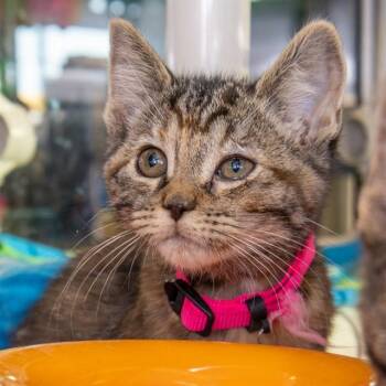 Domestic Short Hair Cats Available for Adoption in St. Louis, Missouri - SMOKEY | PetCurious
