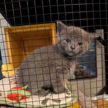 Oba -  Domestic Short Hair Cat for Adoption in South Elgin, Illinois - Oba | PetCurious