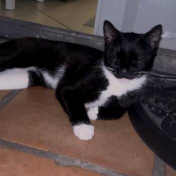 Roof Bader Ginsburg -  Domestic Short Hair Cat for Adoption in Jupiter, Florida - Roof Bader Ginsburg | PetCurious