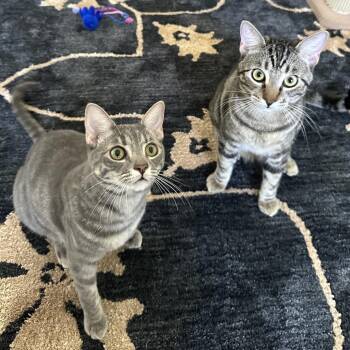 Domestic Short Hair Cats Available for Adoption in Las Vegas, Nevada - Pistachio | PetCurious