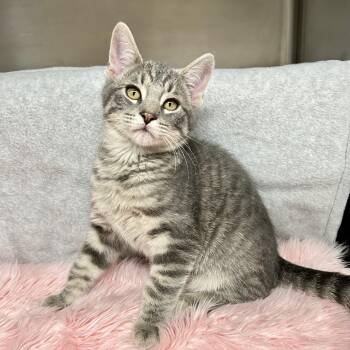 Sterling -  Domestic Short Hair Cat for Adoption in St. Louis, Missouri - Sterling | PetCurious