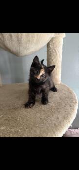 Rescue Domestic Short Hair Cats for Adoption in Lake Los Angeles, California - Cat Woman | PetCurious
